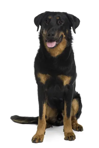 beauceron4.jpg - Beauceron - Dog Breeds beauceron4.jpg - Beauceron - Dog Breeds