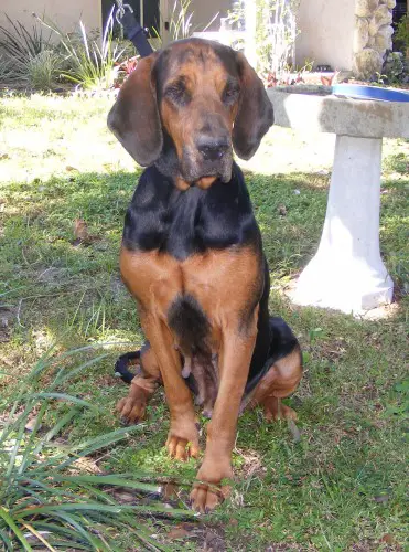 samantha aka sam breed black and tan coonhound previous next samantha aka sam breed black and tan coonhound previous next