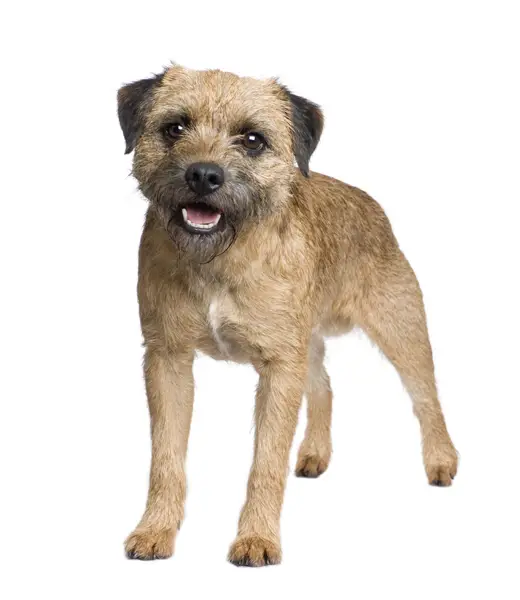 border-terrier-19.jpg - Border Terrier - Dog Breeds border-terrier-19.jpg - Border Terrier - Dog Breeds