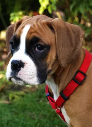 Boxer dog breed pictures Boxer dog breed pictures
