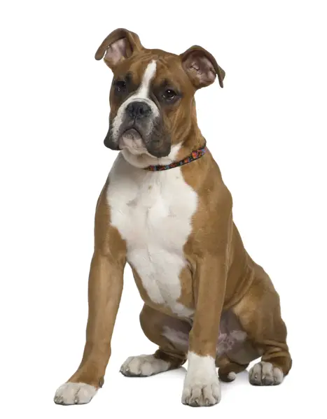 boxer3.jpg - Boxer - Dog Breeds boxer3.jpg - Boxer - Dog Breeds