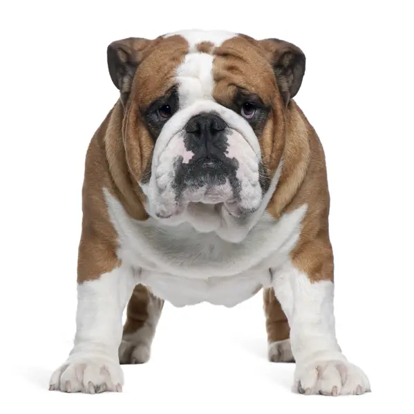 bull breeds bulldog5 jpg bulldog breeds bull breeds bulldog5 jpg bulldog breeds