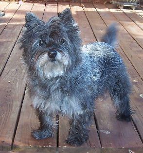 Cairn Terrier  Breeds on 11 Year Old Cairn Terrier