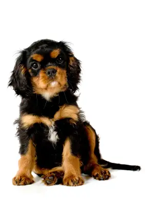 ... charles-spaniel-puppy.jpg - Cavalier King Charles S