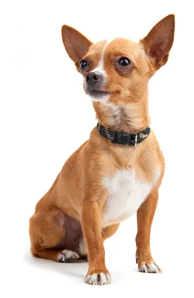 chihuahua34.jpg - Chihuahua - Dog Breeds