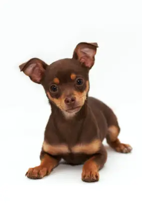 istock_000002998566xsmall.jpg - Chihuahua - Dog Breeds istock_000002998566xsmall.jpg - Chihuahua - Dog Breeds