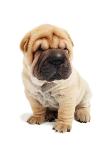 Breed: Chinese Shar-Pei Breed: Chinese Shar-Pei
