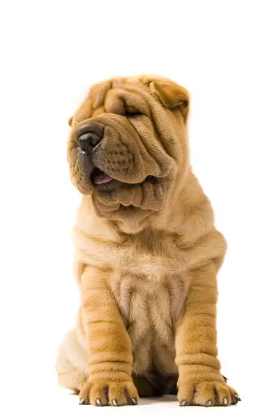 shar pei breed shar pei3 jpg shar pei breeds shar pei breed shar pei3 jpg shar pei breeds
