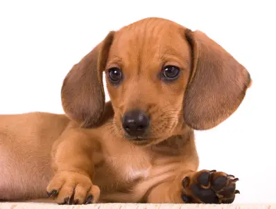 00804089 dachshund dog breeds 00804089 dachshund dog breeds