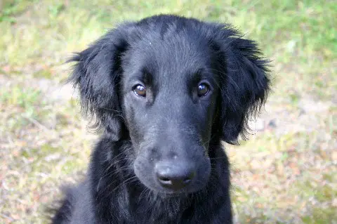 flat-coated-retriever-19.jpg