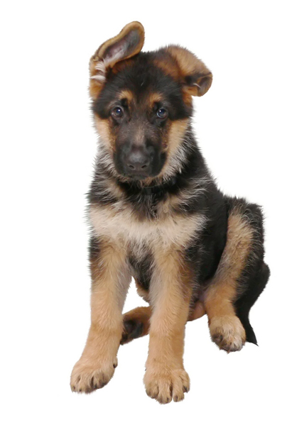 The Different Types Of German Shepherds Which One Should ...
