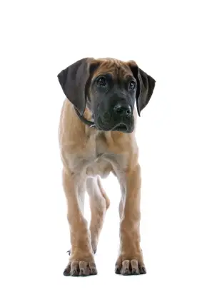 00531543.jpg - Great Dane - Dog Breeds 00531543.jpg - Great Dane - Dog Breeds