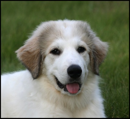 Great Pyrenees Puppies on Ellie   Great Pyrenees   Dog Breeds