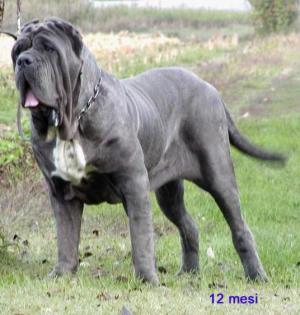 Neapolitan Mastiff Dogs on Neapolitan Mastiff 39 Jpg