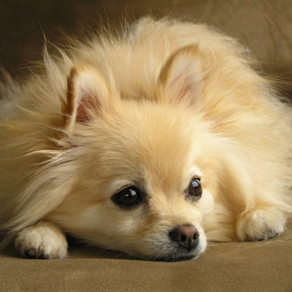  Puppies on Bonzo   Pomeranian   Dog Breeds