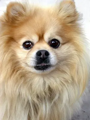 BONZO BONZO