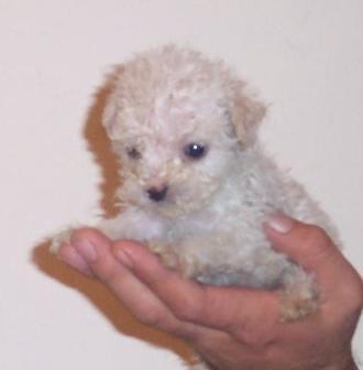   Breeds on Mu  Eca   Poodle  Toy    Dog Breeds