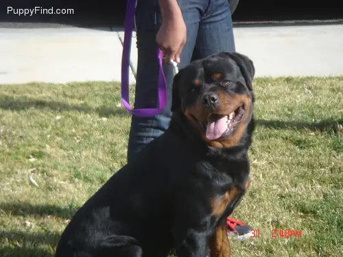 Search on justdogbreeds.com Search on justdogbreeds.com
