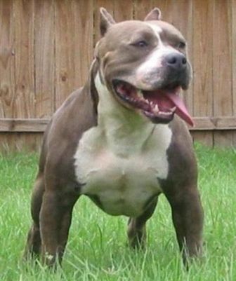 Bull Terrier Breeds on Staffordshire Bull Terrier 72 Jpg