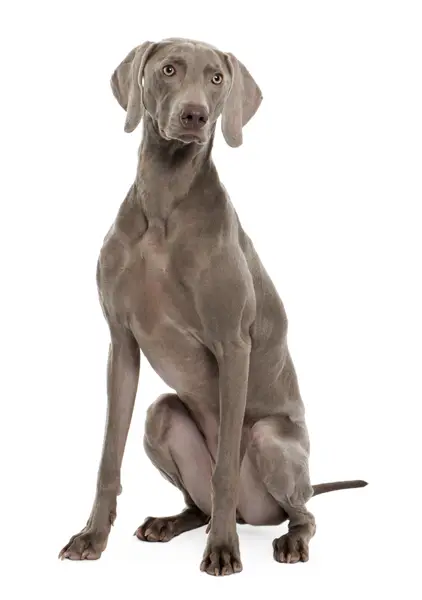 weimaraner-22-1.jpg - Weimaraner - Dog Breeds weimaraner-22-1.jpg - Weimaraner - Dog Breeds