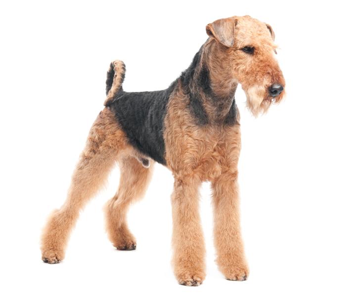 Airedale-terrier-35.jpg - Airedale Terrier - Dog Breeds