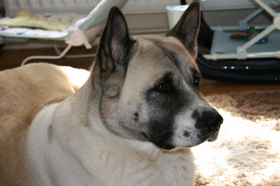  year old bitch. She is the dominant one of our 2 akitas. Great