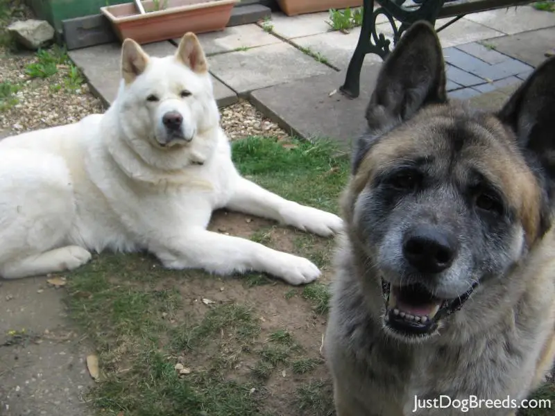 Spike and Vinnie Spike and Vinnie
