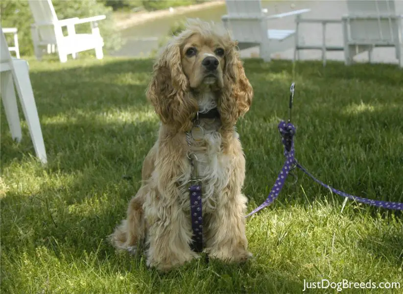 Dog Breeds Under 25 Pounds Rare Dog Breeds All Dog Breeds A Z Best Dog ... Dog Breeds Under 25 Pounds Rare Dog Breeds All Dog Breeds A Z Best Dog ...