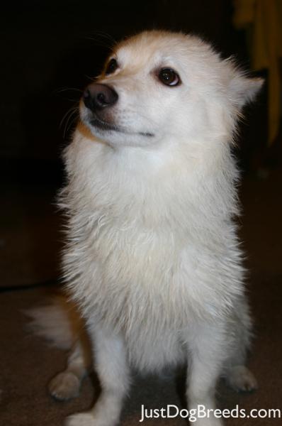 ... Feather Nascar Rocky - American Eskimo Dog (Standard) - Dog Breeds