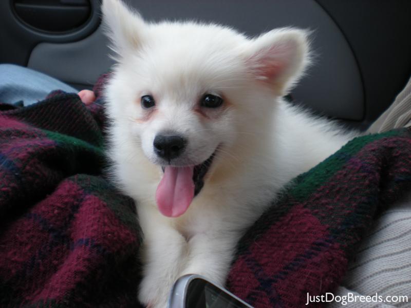 American Eskimo...
