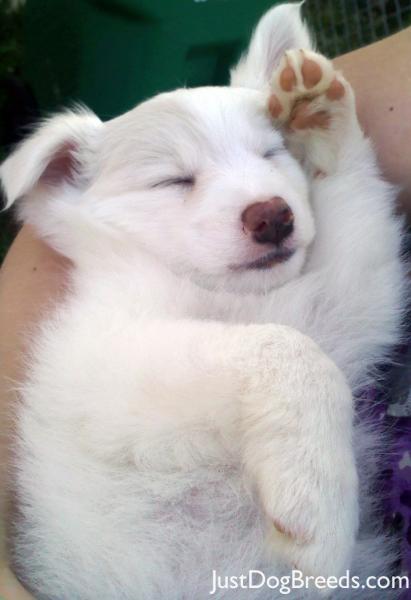 Small Dog Breed...