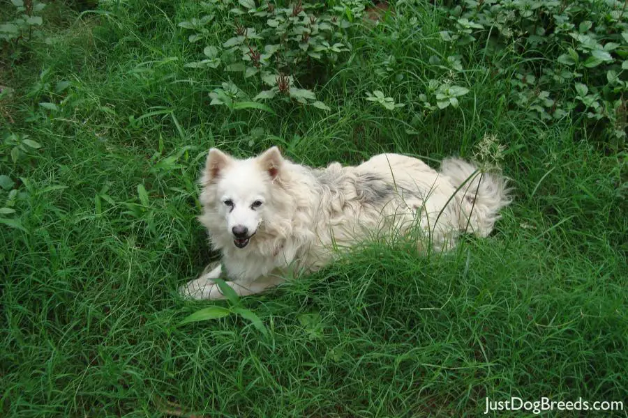 Breed: American...
