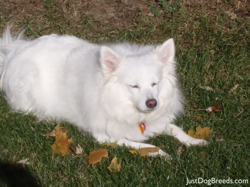 Ginger Snow - A...