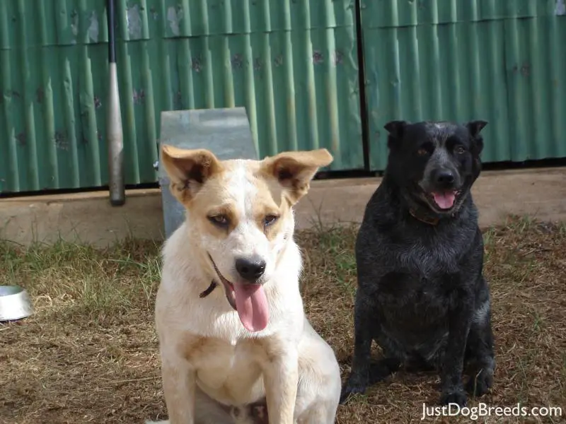 Red Heeler is Barney (m) Blue Heeler is Blitz (f) Red Heeler is Barney (m) Blue Heeler is Blitz (f)
