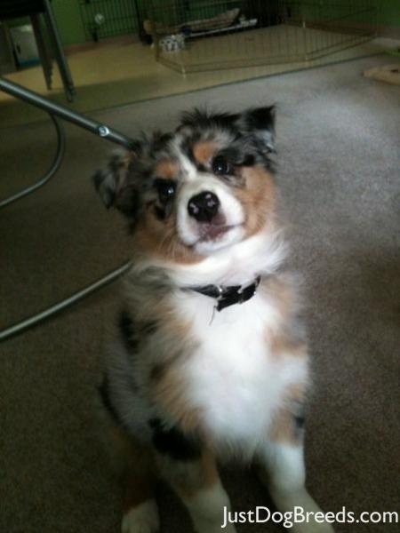 Black Australian Shepherd Chow Mix Dog Black Australian Shepherd Chow Mix Dog