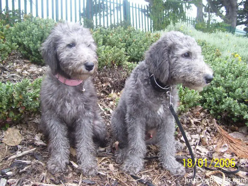 millie and rex millie and rex