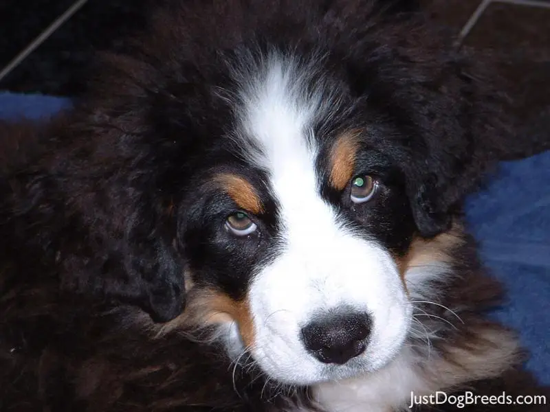 .com/photos/dog-breeds/bernese-mountain-dog/bernese-mountain-dog-53 .com/photos/dog-breeds/bernese-mountain-dog/bernese-mountain-dog-53