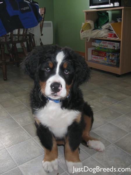 .com/photos/dog-breeds/bernese-mountain-dog/bernese-mountain-dog-43 .com/photos/dog-breeds/bernese-mountain-dog/bernese-mountain-dog-43