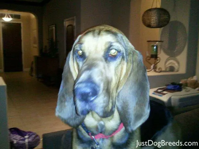 gracie gracie