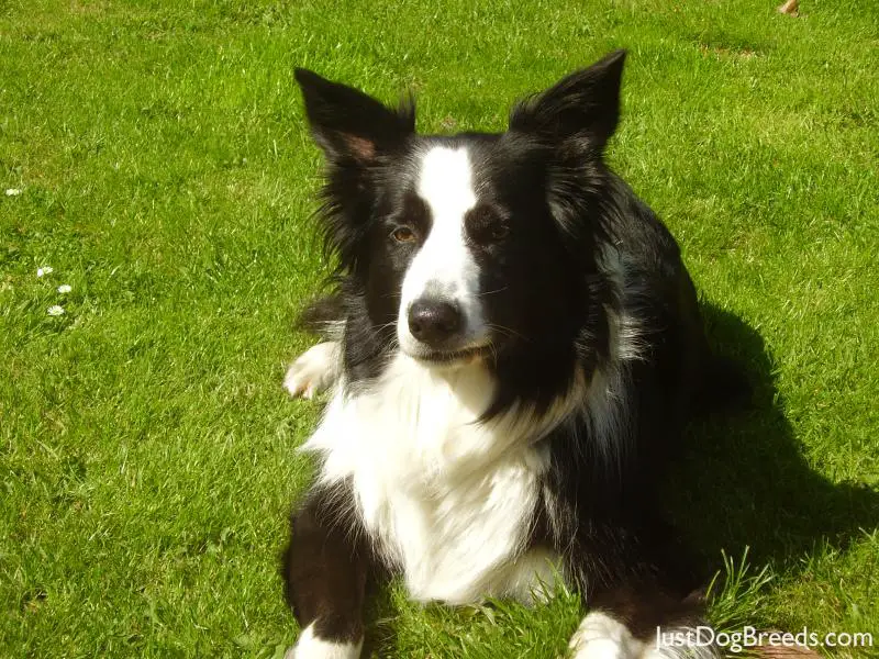 jasper Border Collie Dog Breeds