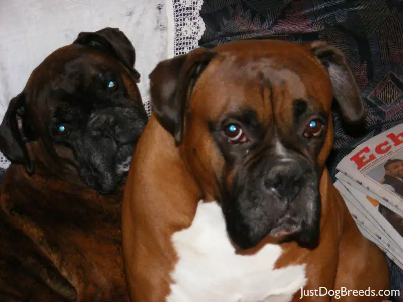 Henry And Oscar Boxer Dog