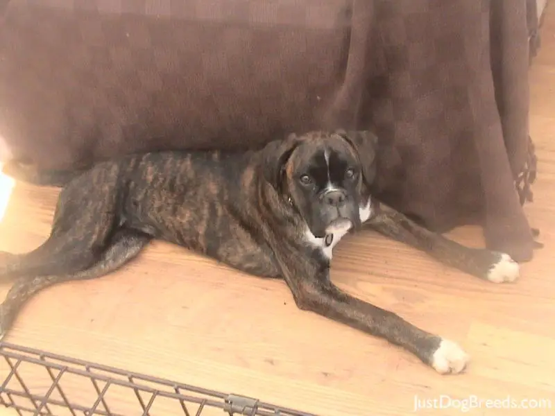 stella stella