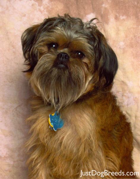 griffon breed brussels griffon breeds griffon breed brussels griffon breeds