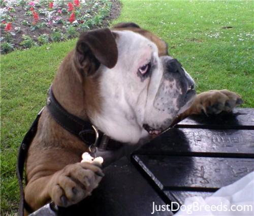 Lennox  Bulldog  Dog Breeds