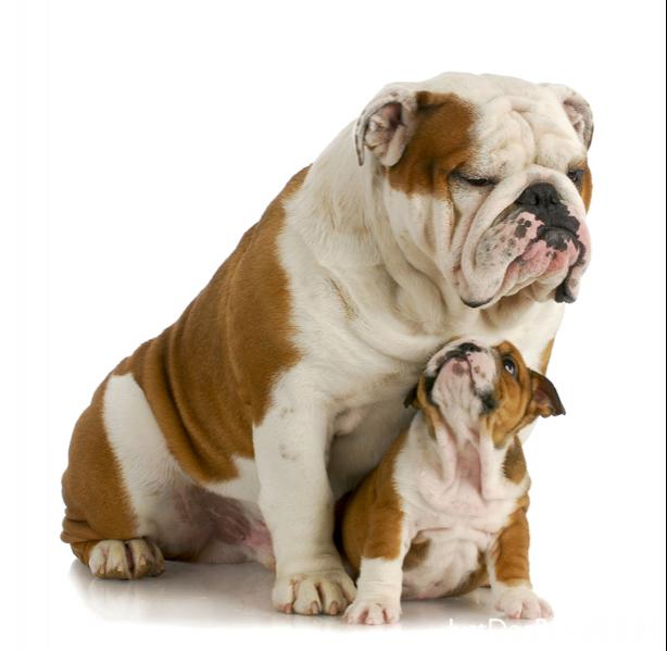 bulldog4.jpg  Bulldog  Dog Breeds