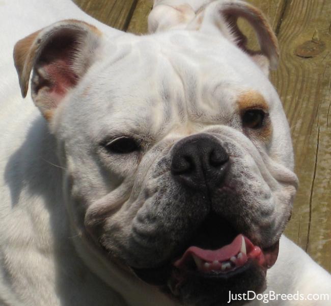 Brodie  Bulldog  Dog Breeds