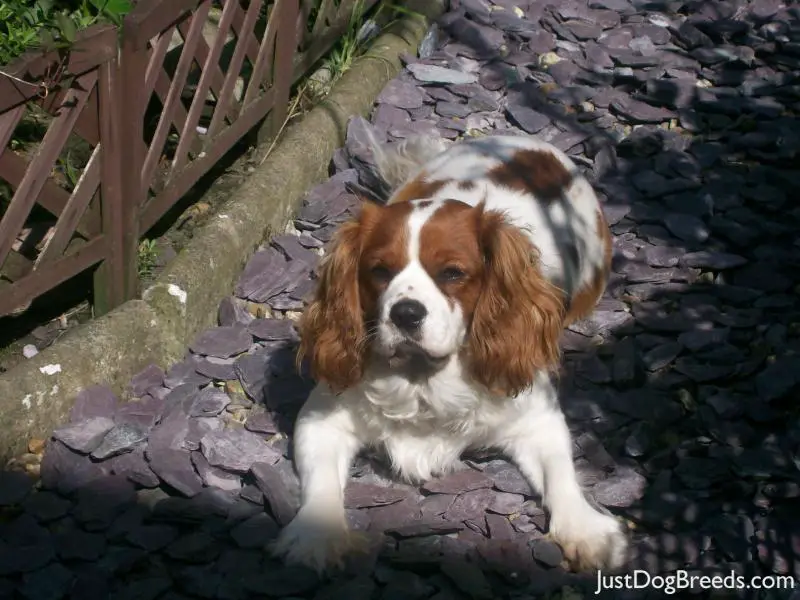 KC { King Charles } KC { King Charles }