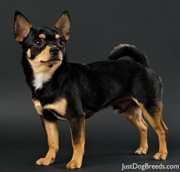 chihuahua10.jpg  Chihuahua  Dog Breeds