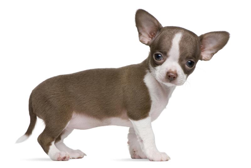 chihuahua3.jpg  Chihuahua  Dog Breeds