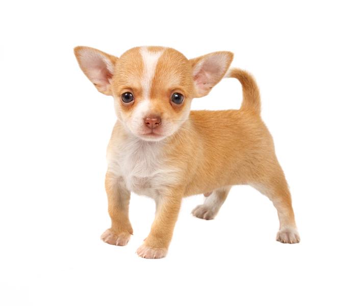 chihuahua5.jpg - Chihuahua - Dog Breeds